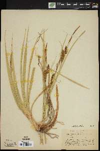 Carex rostrata image