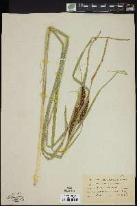 Carex rostrata image