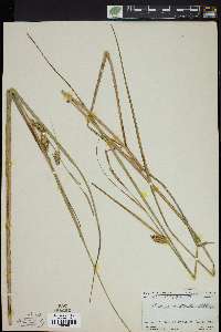 Carex rostrata image