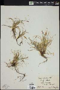 Carex rupestris image