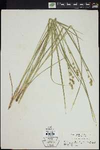 Carex ruthii image