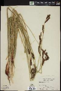 Carex sartwelliana image