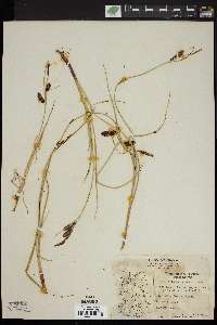 Carex saxatilis var. major image
