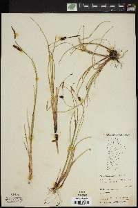 Carex saxatilis image