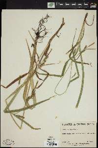 Carex scabrata image