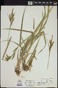 Carex scabrata image