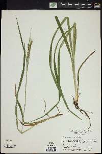 Carex scabrata image