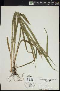 Carex scabrata image