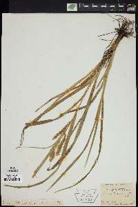 Carex schweinitzii image