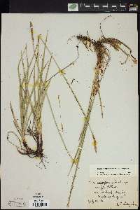 Carex scirpoidea image