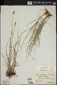 Carex scirpoidea image