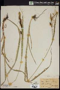 Carex shortiana image