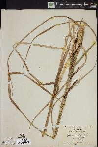 Carex sitchensis image