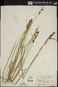 Carex spectabilis image
