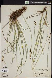 Carex spectabilis image