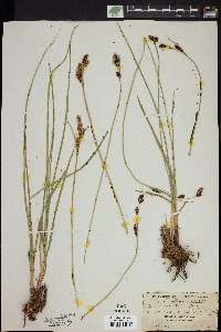 Carex spectabilis image