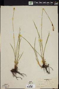 Carex spectabilis image