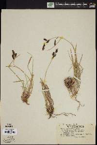 Carex tolmiei image