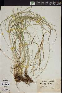 Carex sprengelii image