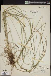 Carex sprengelii image