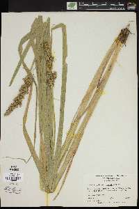 Carex stipata var. maxima image