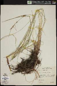 Carex strictior image