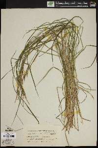 Carex angustata image