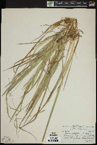 Carex styloflexa image