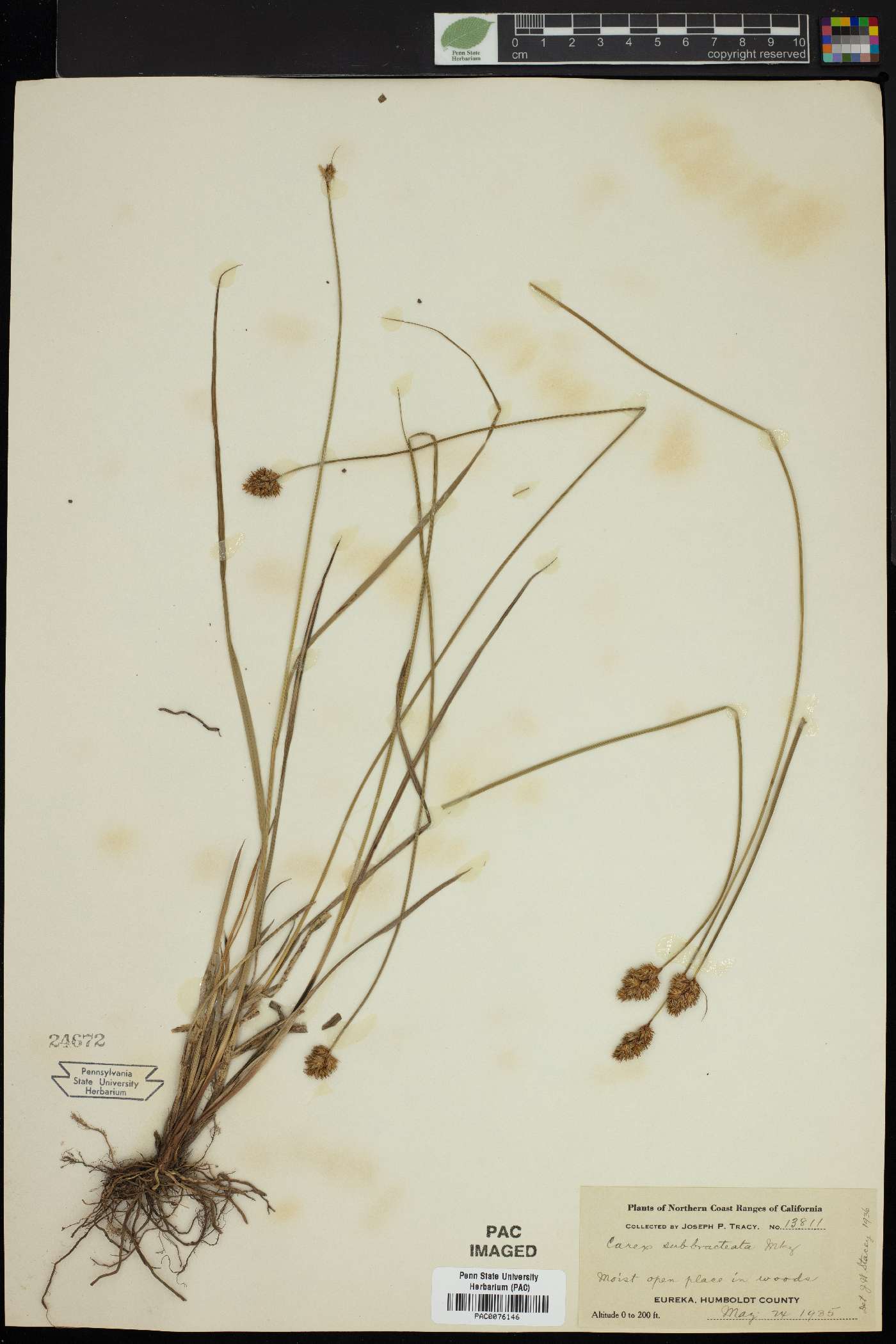 Carex subbracteata image