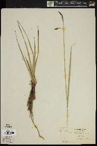 Carex aquatilis var. aquatilis image