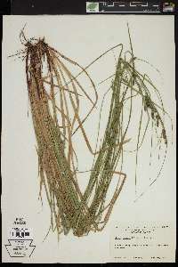 Carex swanii image