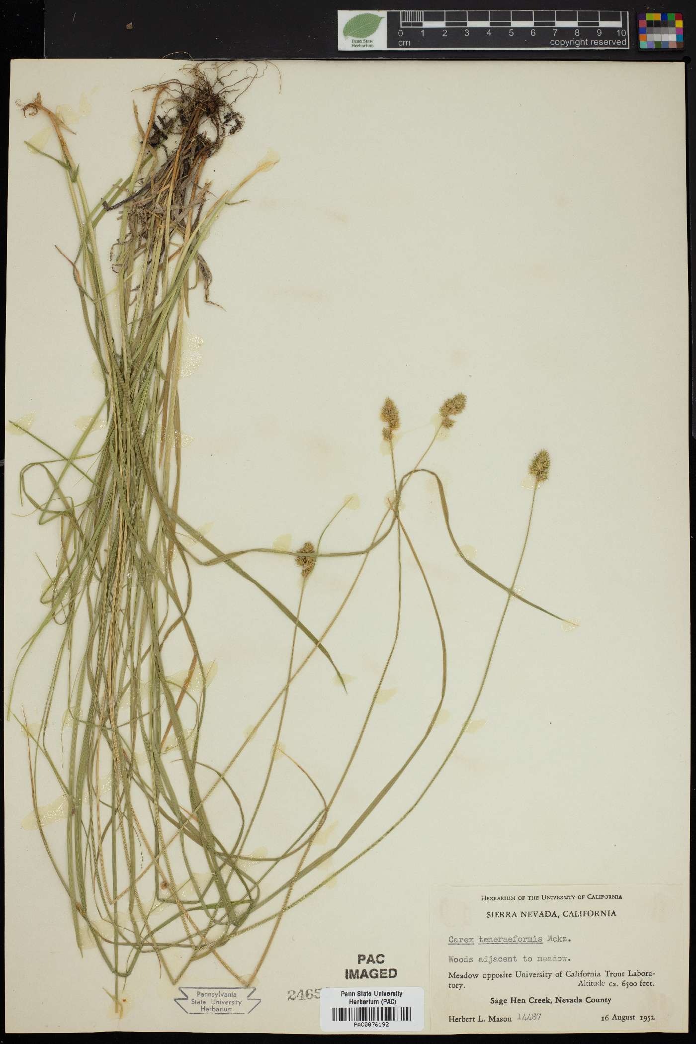 Carex teneraeformis image