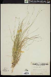 Carex trisperma image