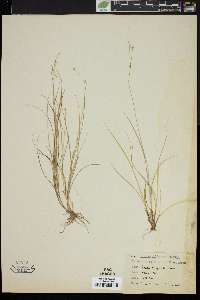 Carex trisperma image