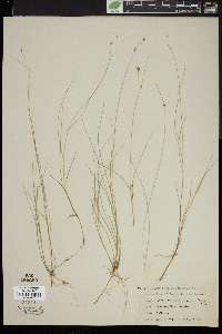 Carex trisperma image