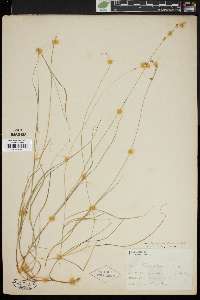 Carex trisperma image