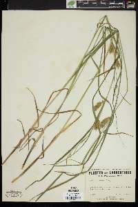 Carex tuckermanii image