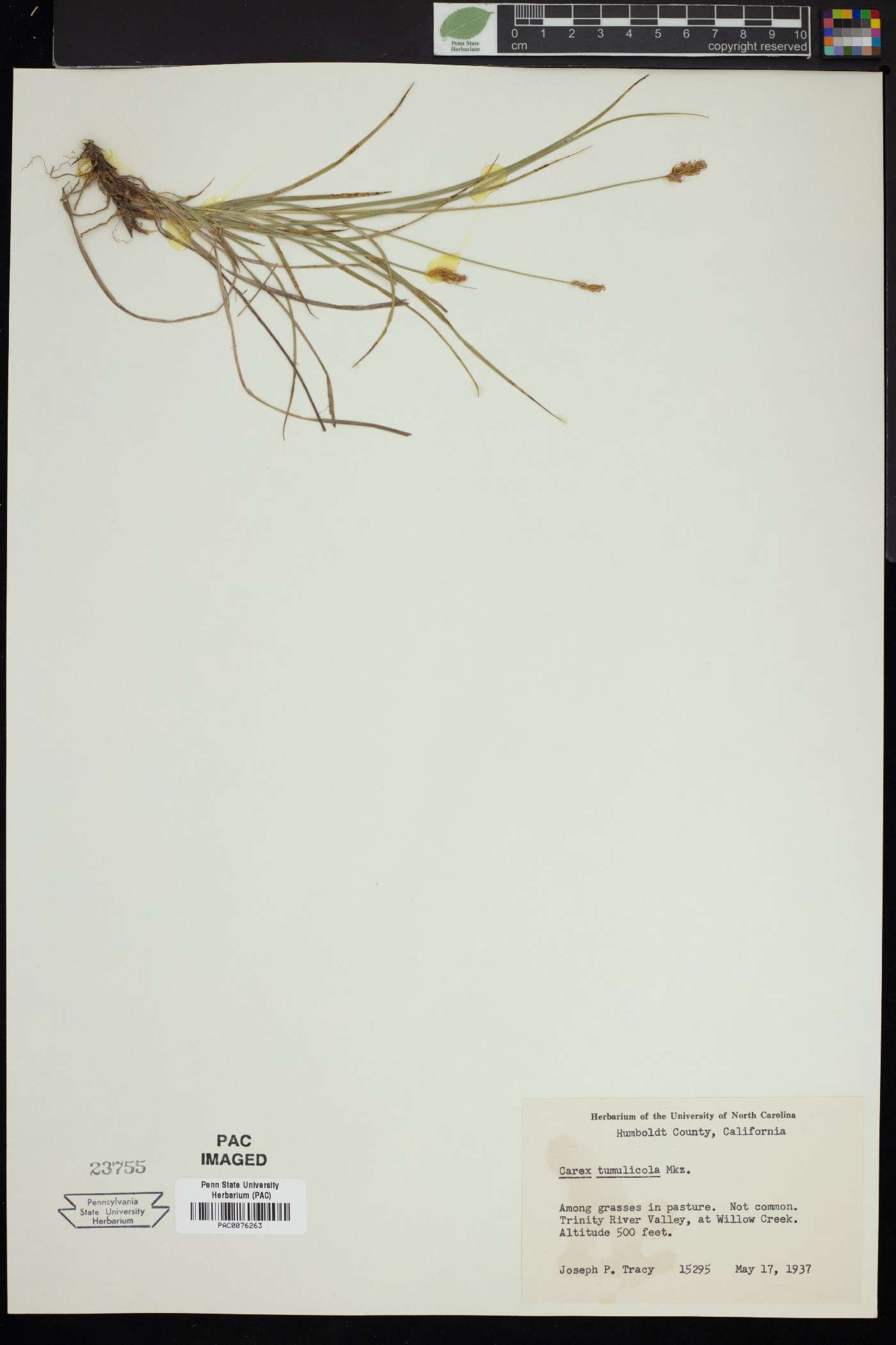 Carex tumulicola image