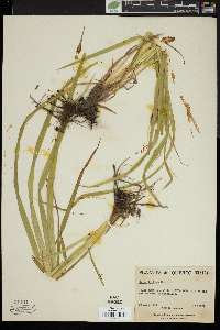 Carex typhina image