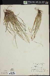 Carex umbellata image