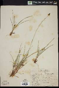 Carex vahlii image