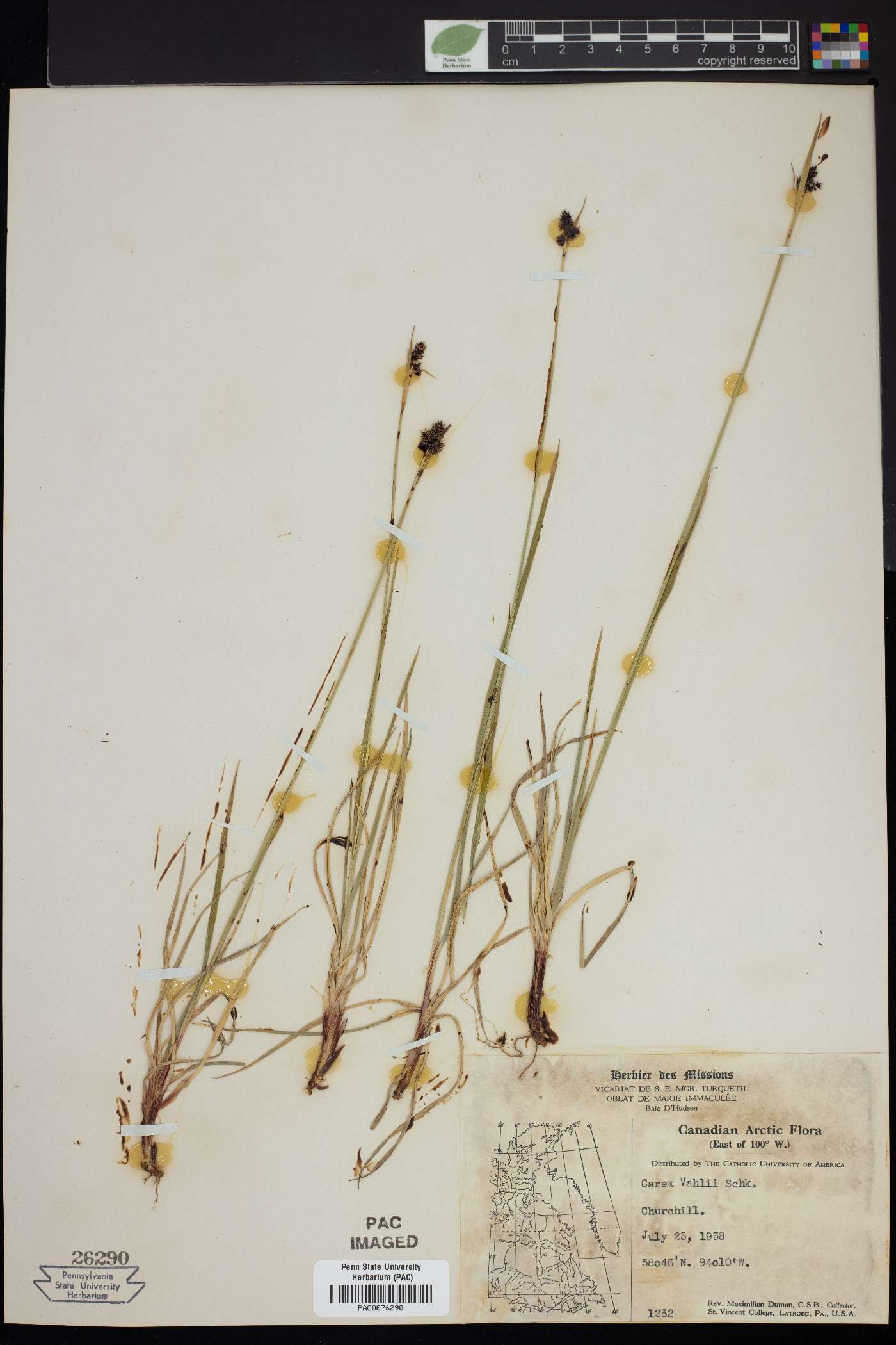 Carex vahlii image