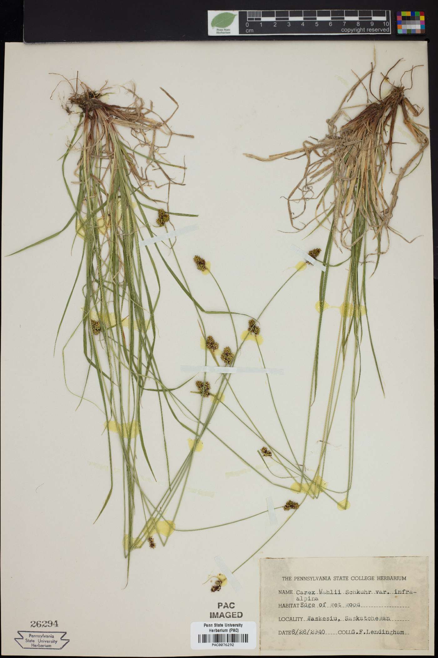 Carex vahlii var. inferalpina image
