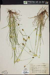Carex vahlii image