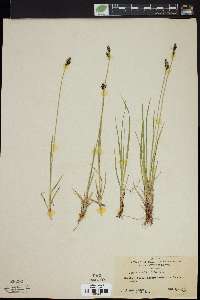 Carex vahlii image