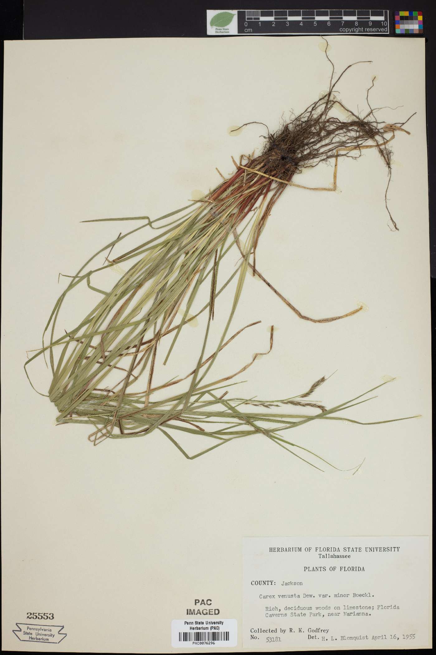 Carex venusta var. minor image