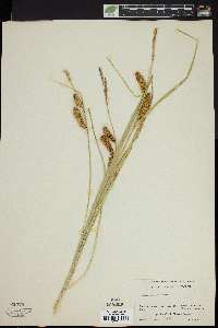 Carex vesicaria image