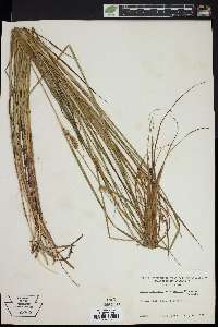 Carex vesicaria var. monile image