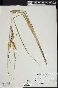 Carex vesicaria image