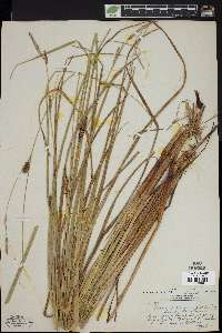 Carex walteriana image